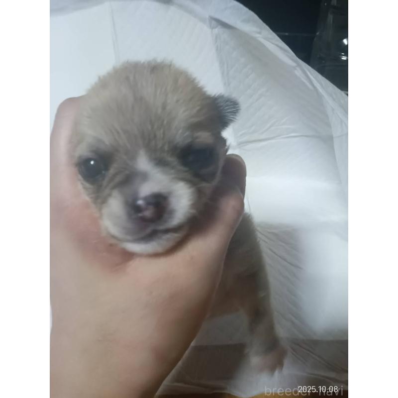 販売中の静岡県のチワワ(ロングコート)-414762の10枚目