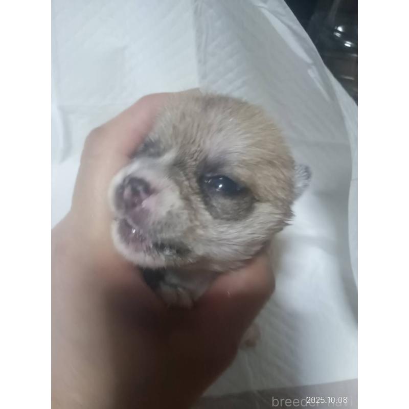 販売中の静岡県のチワワ(ロングコート)-414762の9枚目