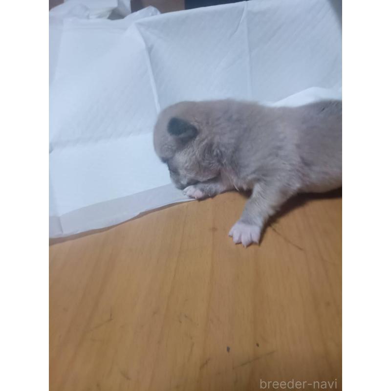 販売中の静岡県のチワワ(ロングコート)-414762の8枚目