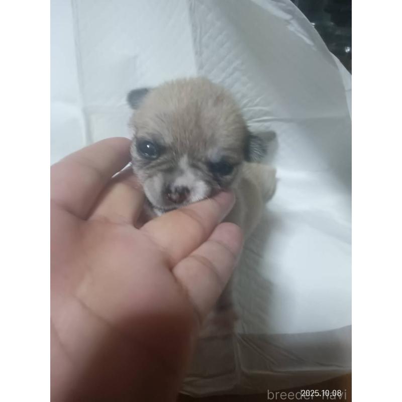 販売中の静岡県のチワワ(ロングコート)-414762の7枚目