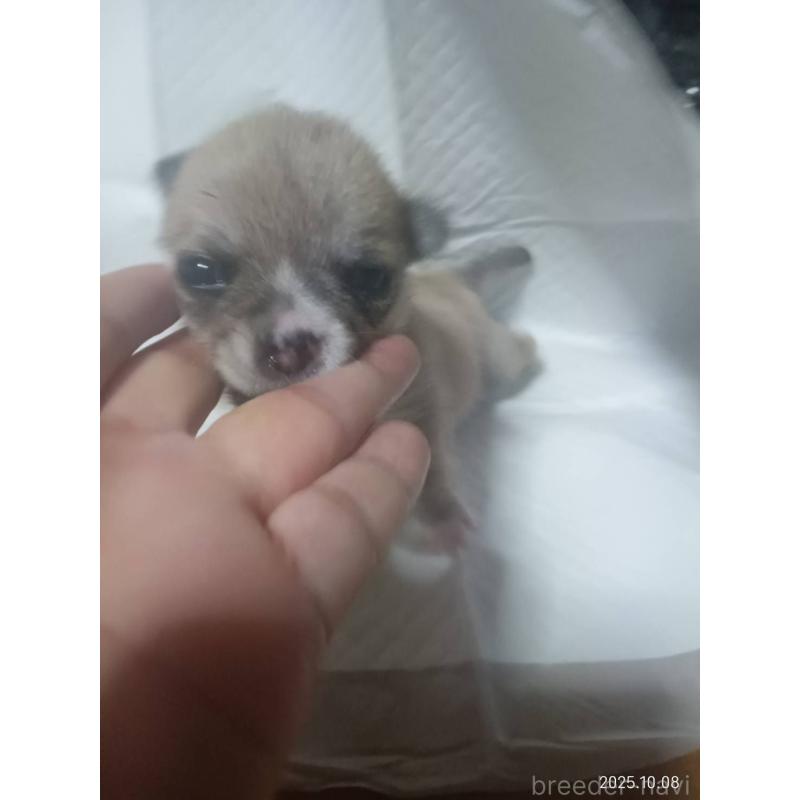 販売中の静岡県のチワワ(ロングコート)-414762の6枚目