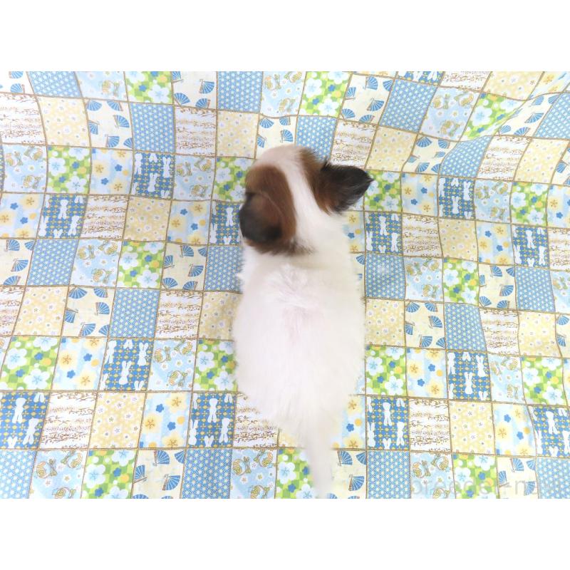 販売中の千葉県のパピヨン-416474の15枚目