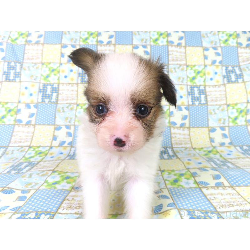 販売中の千葉県のパピヨン-416474の12枚目