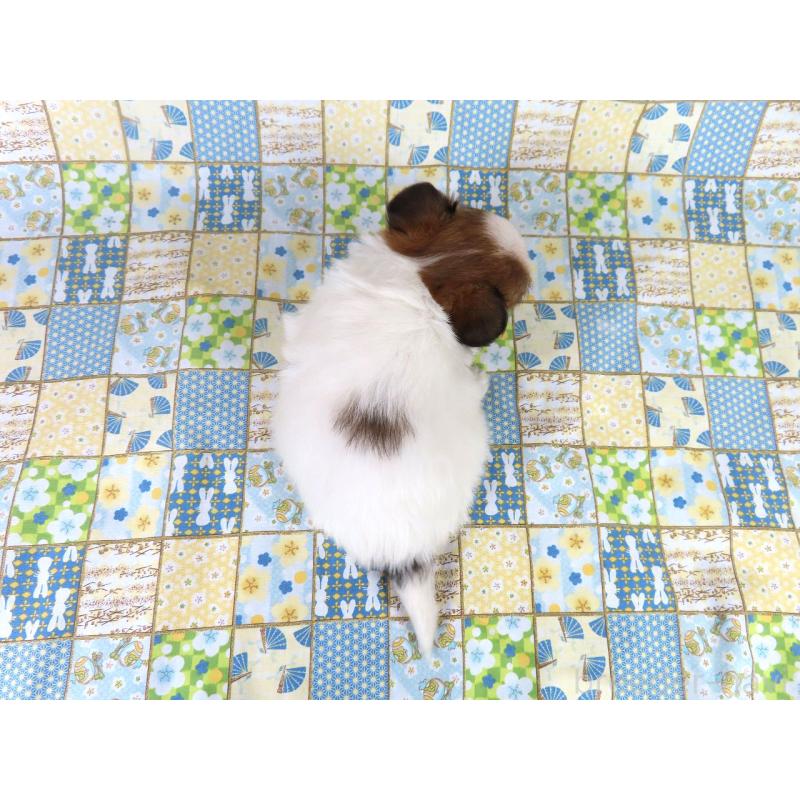 販売中の千葉県のパピヨン-416475の15枚目