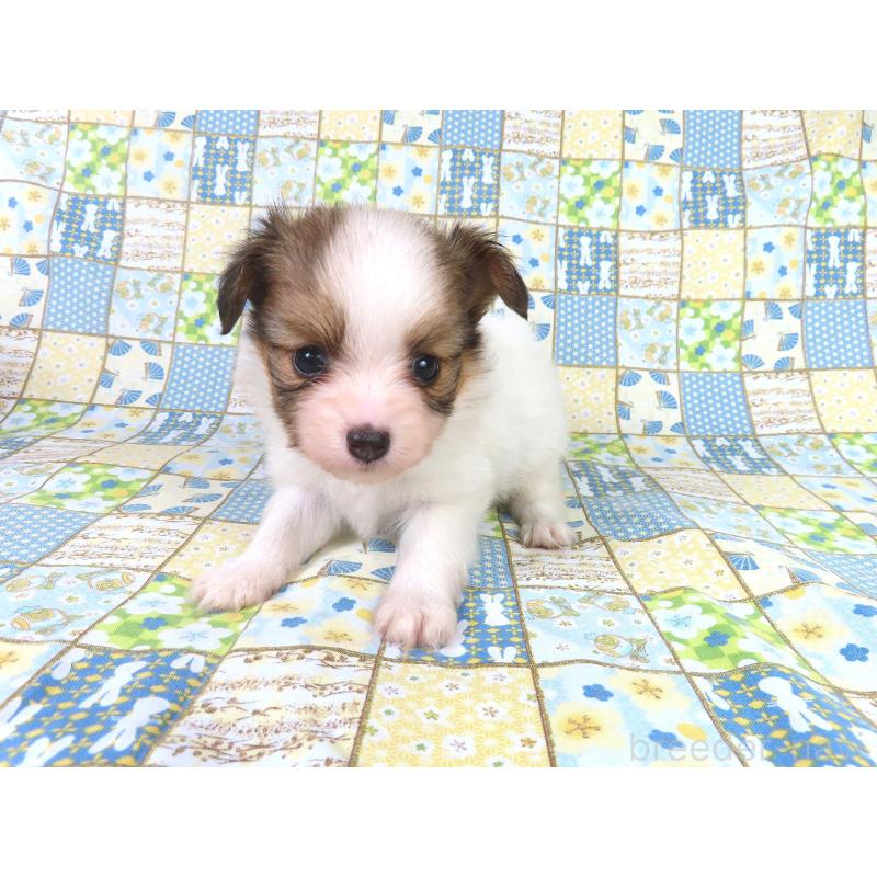 販売中の千葉県のパピヨン-416475の14枚目