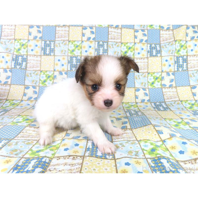 販売中の千葉県のパピヨン-416475の13枚目