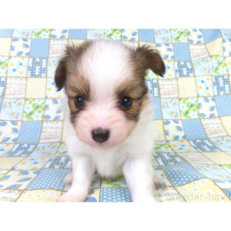 販売中の千葉県のパピヨン-416475の12枚目