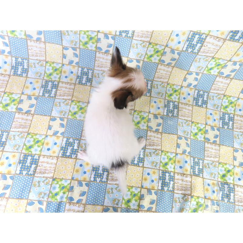 販売中の千葉県のパピヨン-416477の15枚目