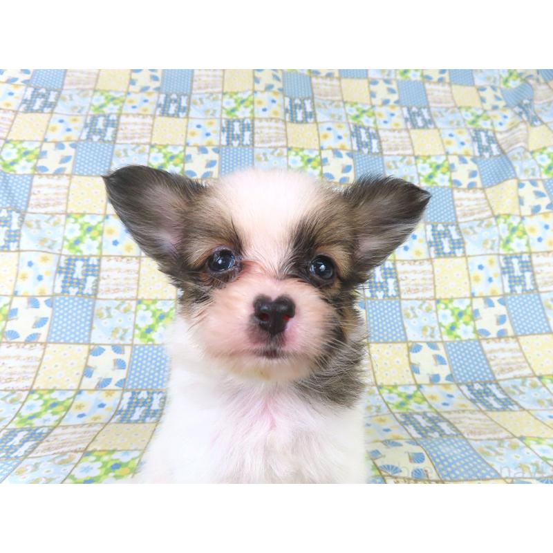 販売中の千葉県のパピヨン-416477の12枚目