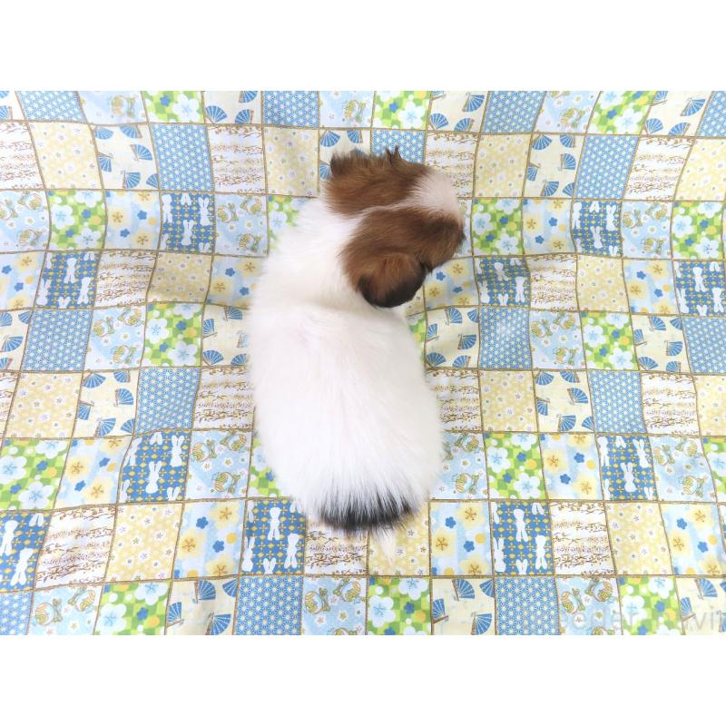 成約済の千葉県のパピヨン-416478の15枚目