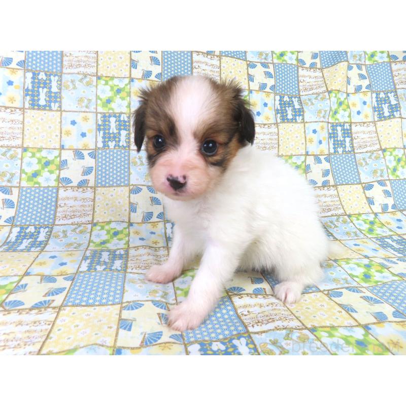 成約済の千葉県のパピヨン-416478の14枚目