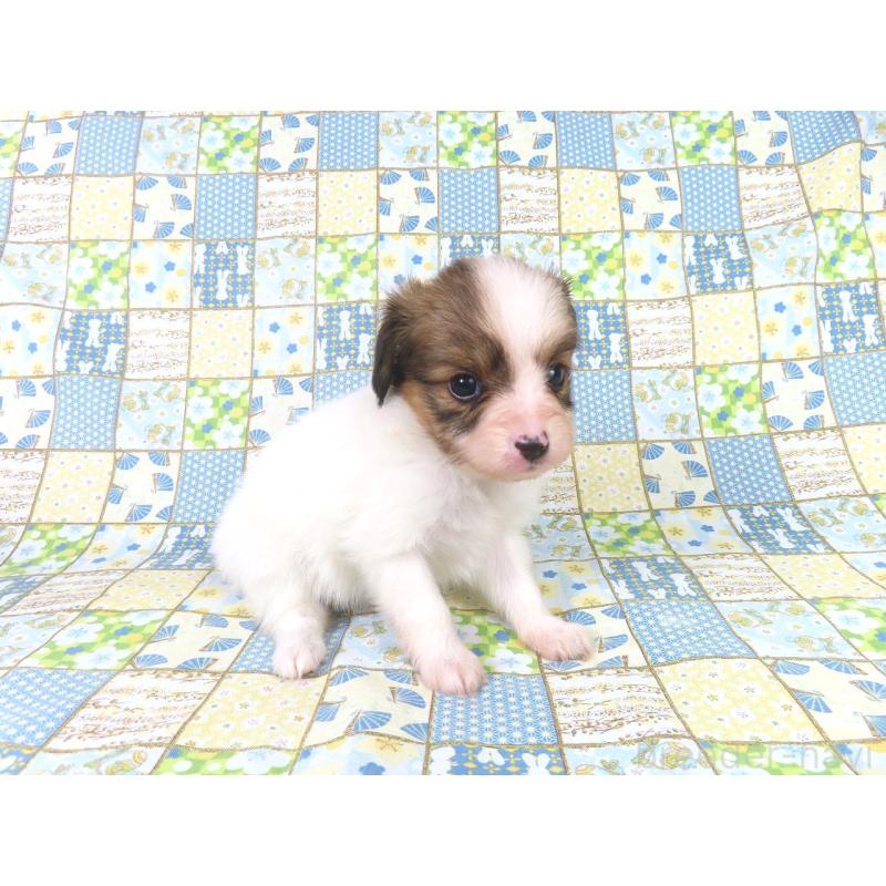 成約済の千葉県のパピヨン-416478の13枚目