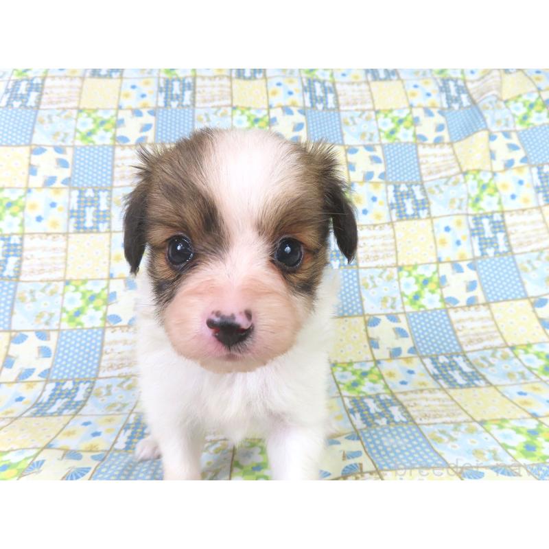 成約済の千葉県のパピヨン-416478の12枚目