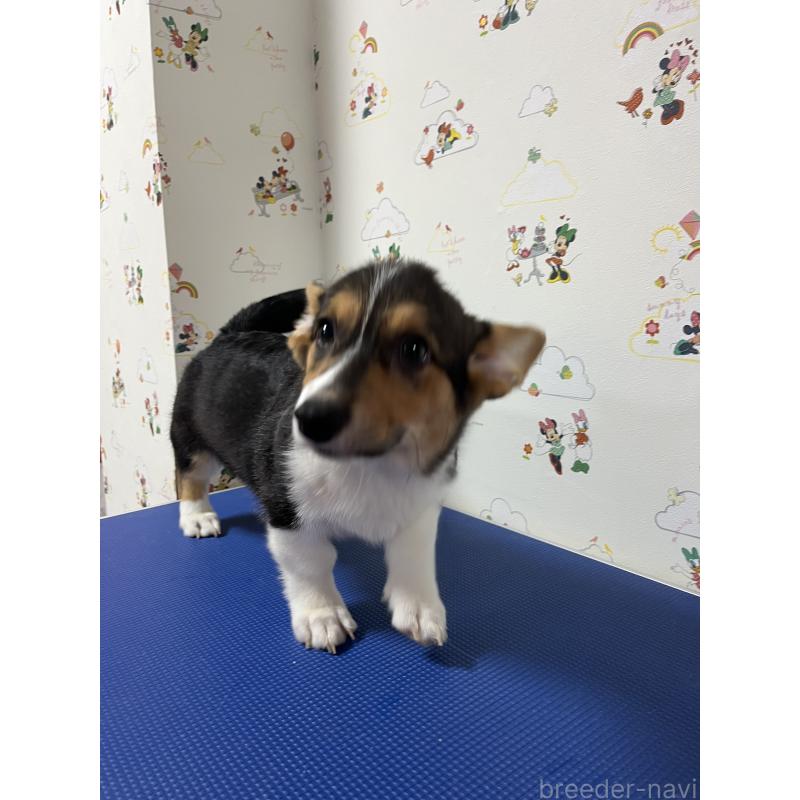 販売中の和歌山県のウェルシュコーギーペンブローク-394628の4枚目