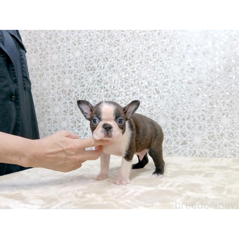販売中の東京都のボストンテリア-418672の4枚目