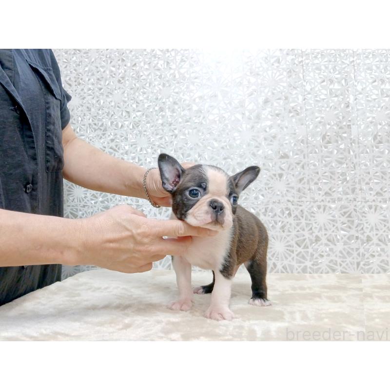 販売中の東京都のボストンテリア-418672の2枚目