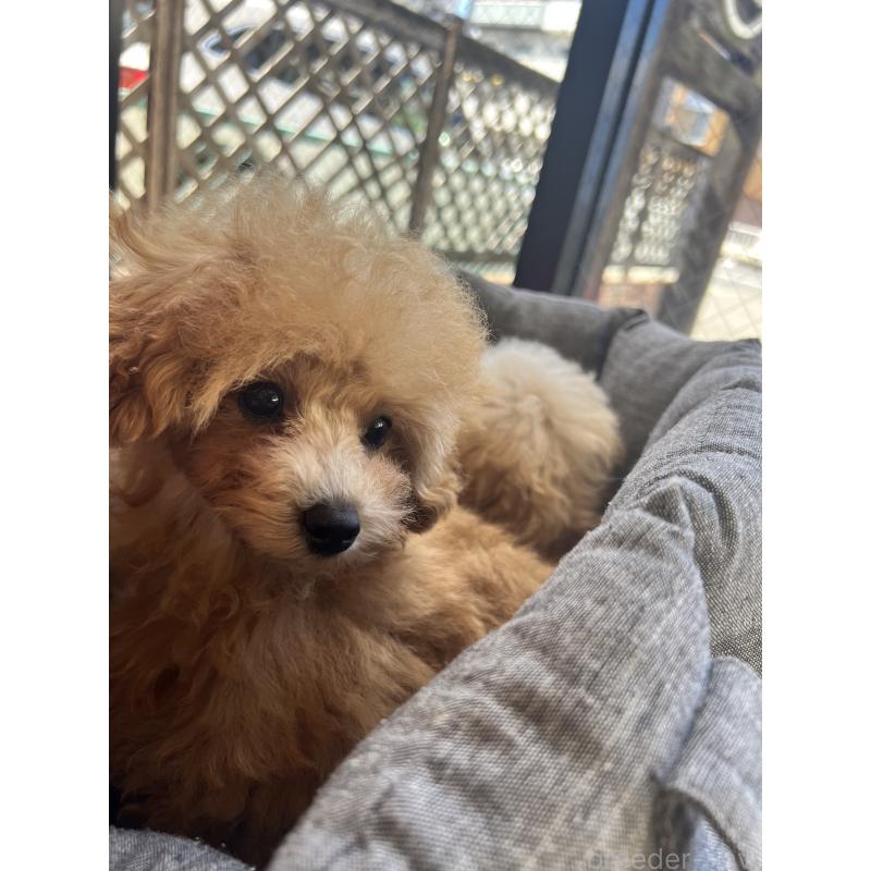 販売中の愛知県のティーカッププードル-393759の20枚目