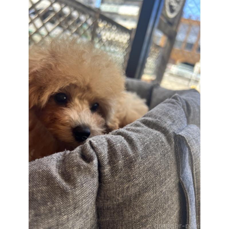 販売中の愛知県のティーカッププードル-393759の19枚目