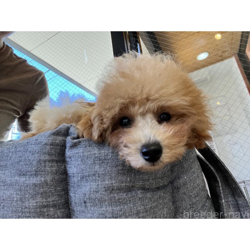 販売中の愛知県のティーカッププードル-393759の18枚目