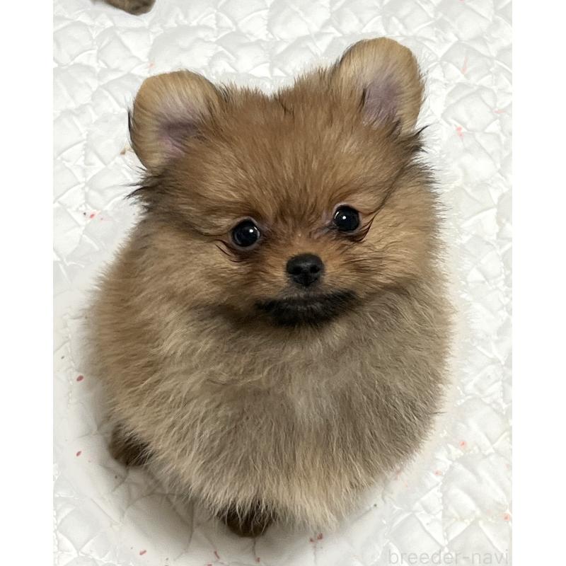 販売中の北海道のポメラニアン-418799の1枚目