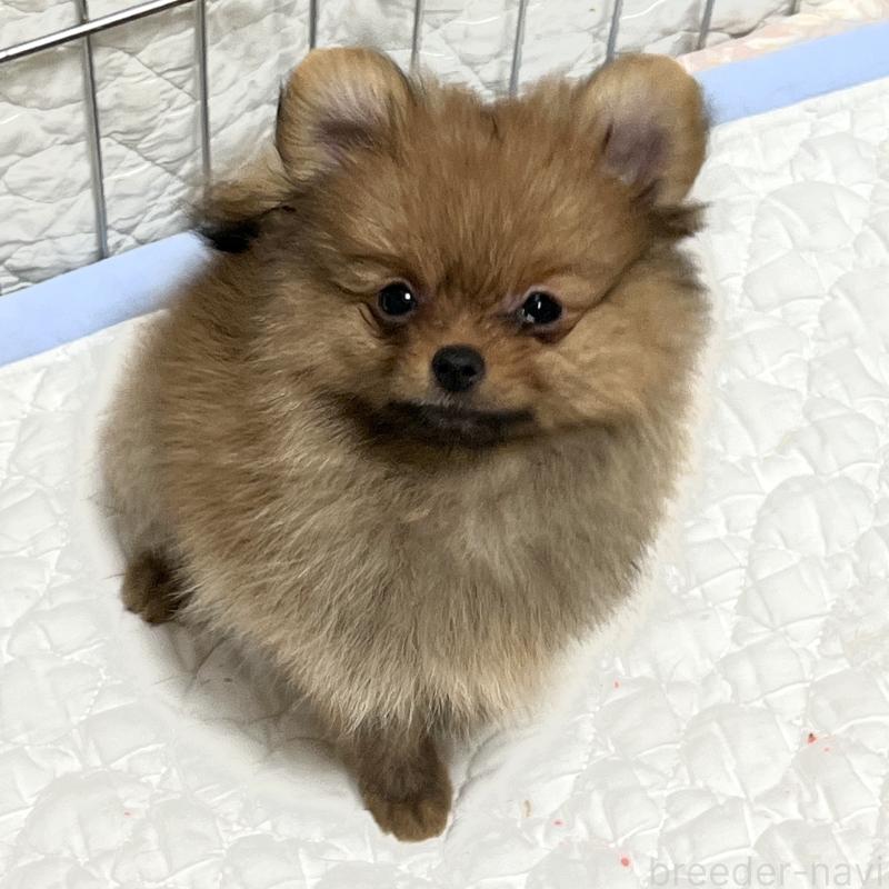 販売中の北海道のポメラニアン-418799の3枚目