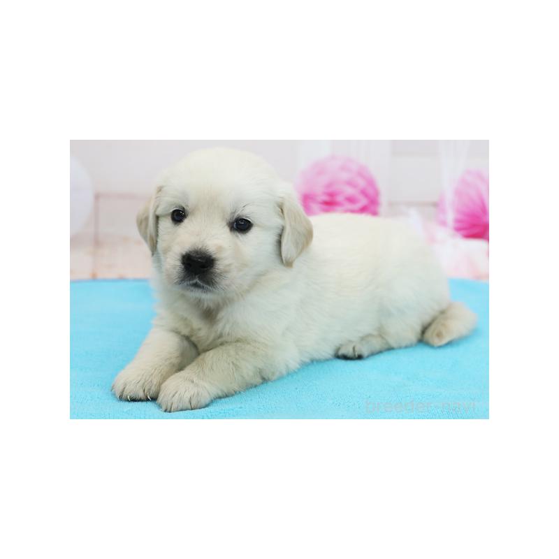 販売中の神奈川県のゴールデンレトリーバー-414634の2枚目