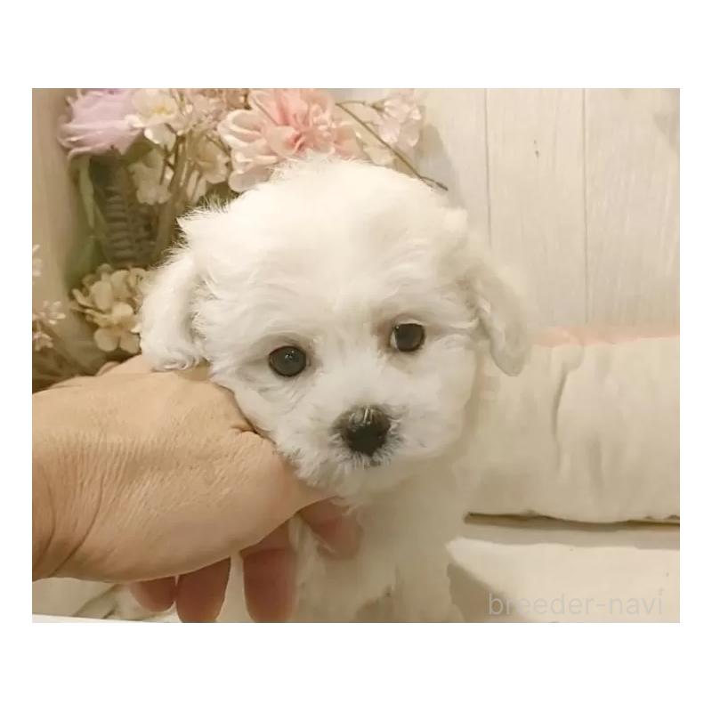 販売中の愛知県のビションフリーゼ-418683の3枚目