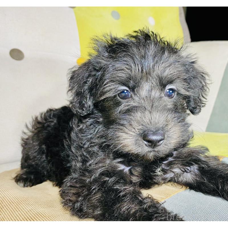 販売中の静岡県のミックス犬-418687の5枚目