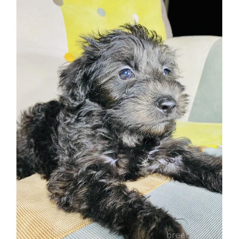 販売中の静岡県のミックス犬-418687の4枚目
