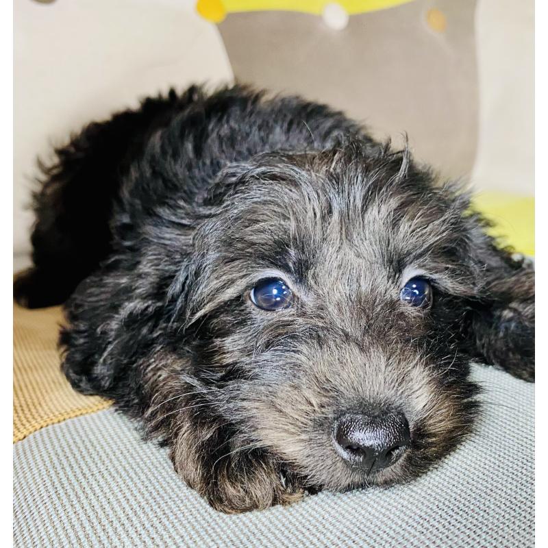 販売中の静岡県のミックス犬-418687の3枚目