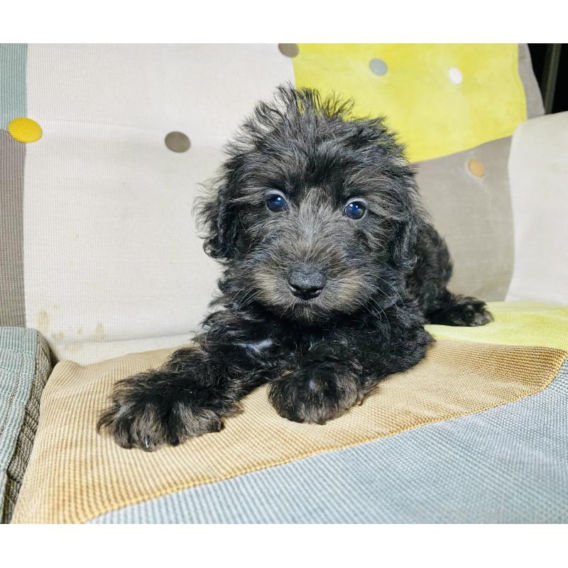販売中の静岡県のミックス犬-418687の2枚目