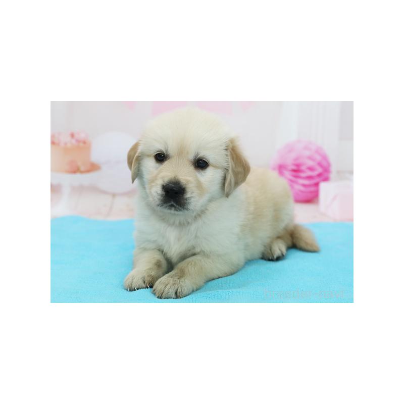 成約済の神奈川県のゴールデンレトリーバー-414637の2枚目