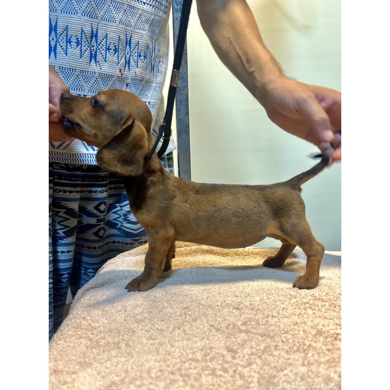 成約済の静岡県のミニチュアダックスフンド(スムースヘアード)-413390の4枚目