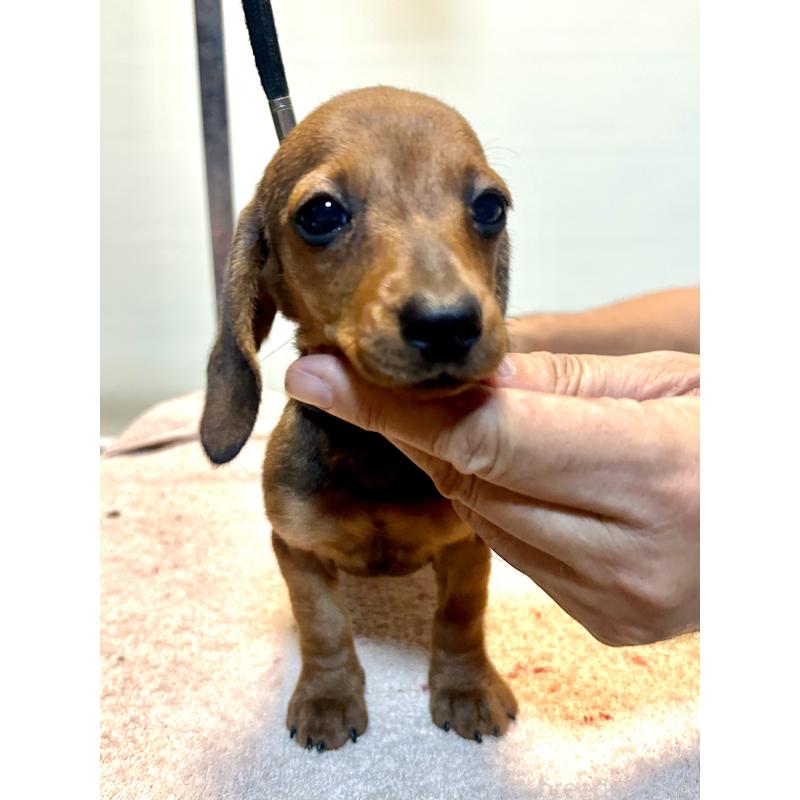 成約済の静岡県のミニチュアダックスフンド(スムースヘアード)-413390の3枚目