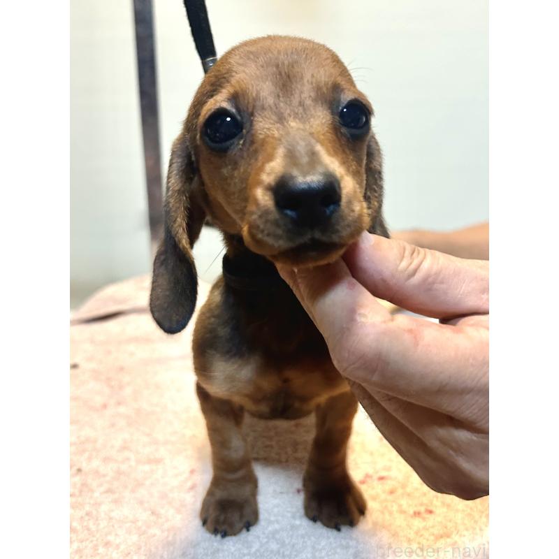 成約済の静岡県のミニチュアダックスフンド(スムースヘアード)-413390の1枚目