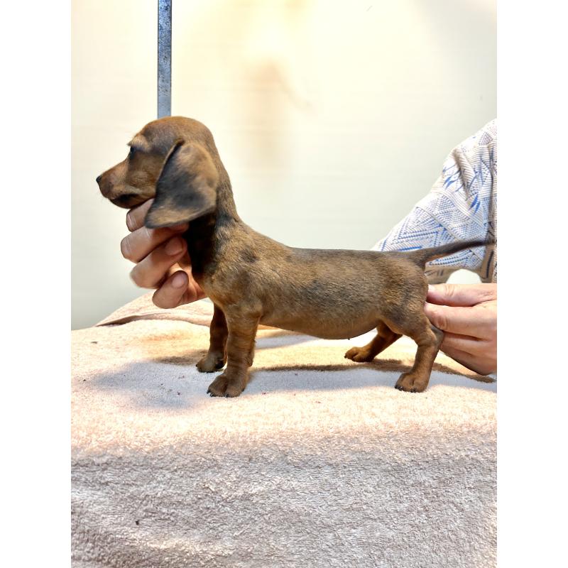 成約済の静岡県のミニチュアダックスフンド(スムースヘアード)-413390の2枚目