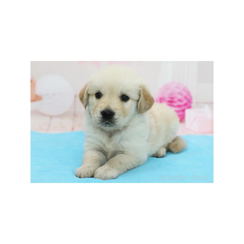 販売中の神奈川県のゴールデンレトリーバー-416262の2枚目