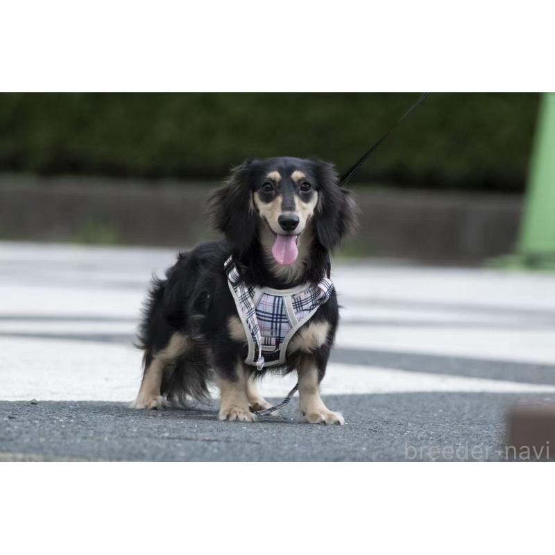 ミミちゃん1枚目