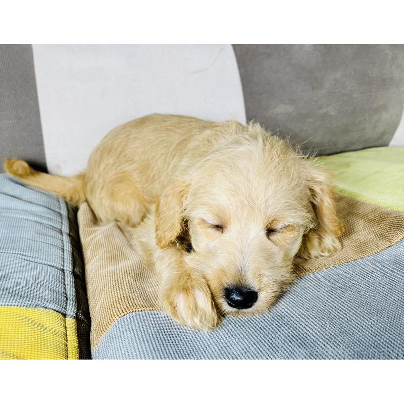販売中の静岡県のミックス犬-418698の5枚目