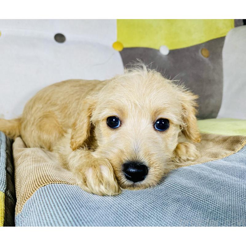 販売中の静岡県のミックス犬-418698の4枚目