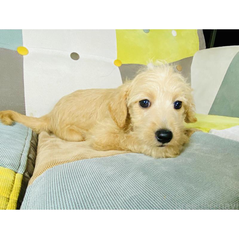 販売中の静岡県のミックス犬-418698の3枚目