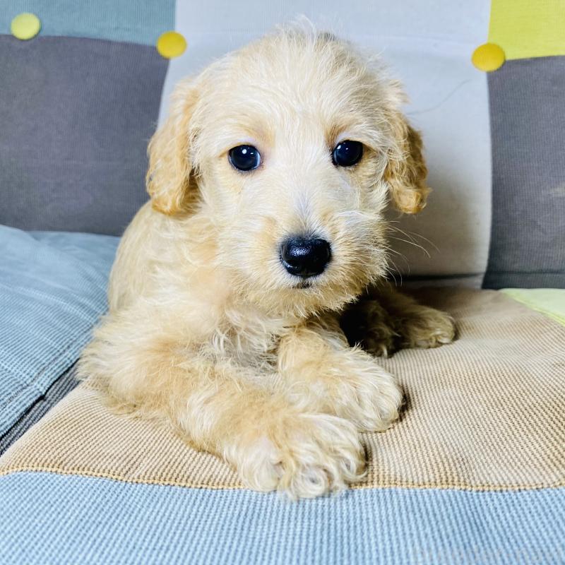 販売中の静岡県のミックス犬-418698の2枚目