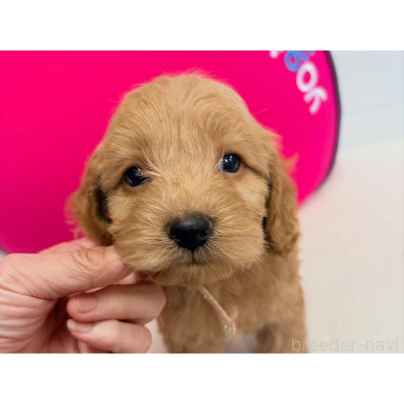 販売中の千葉県のコッカプー:アメリカンコッカースパニエル×トイプードル-417789の6枚目