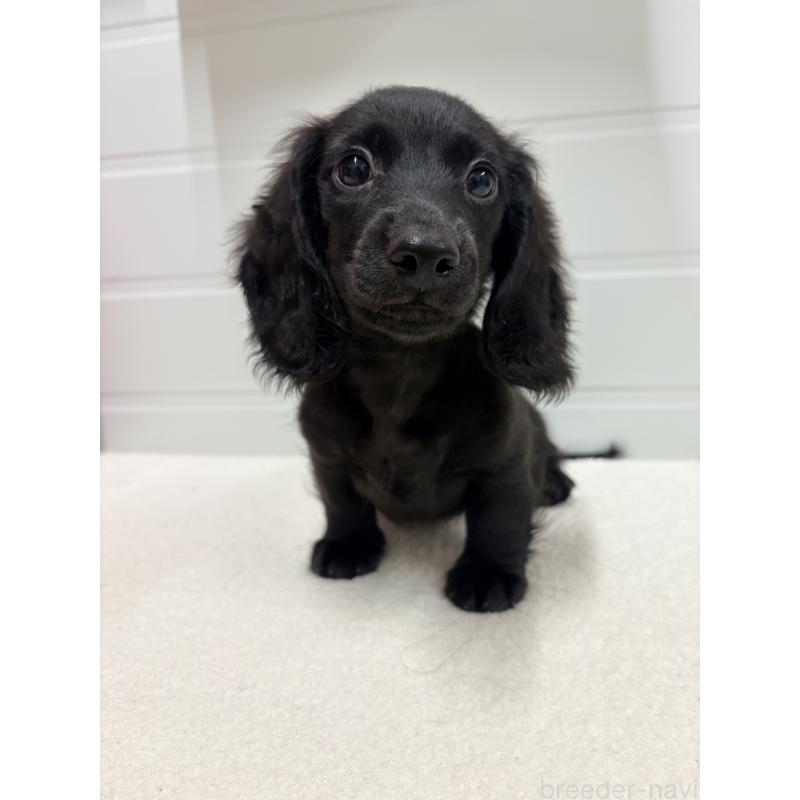 販売中の千葉県のカニンヘンダックスフンド(ロングヘアード)-414700の4枚目