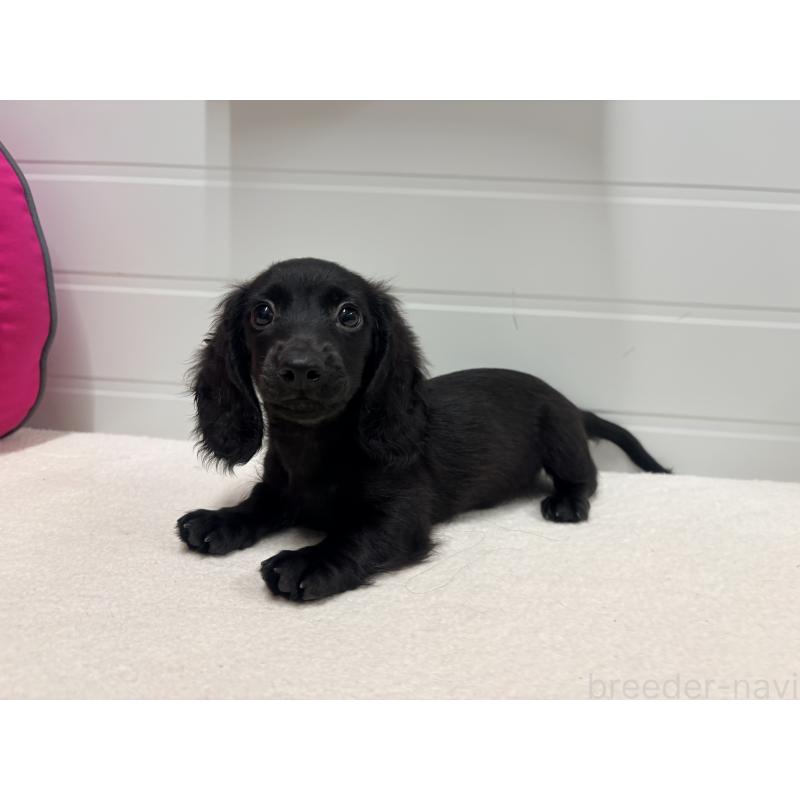 販売中の千葉県のカニンヘンダックスフンド(ロングヘアード)-414700の3枚目