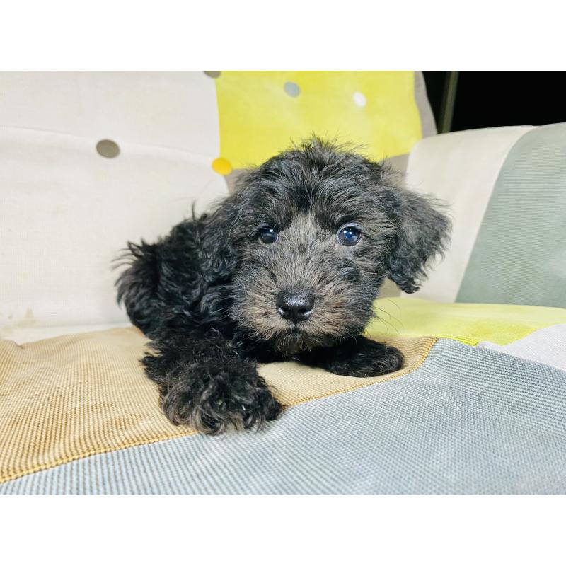 販売中の静岡県のミックス犬-418703の4枚目