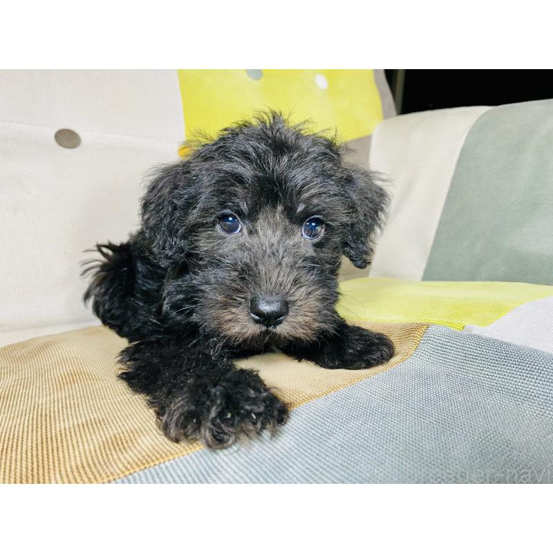 販売中の静岡県のミックス犬-418703の3枚目