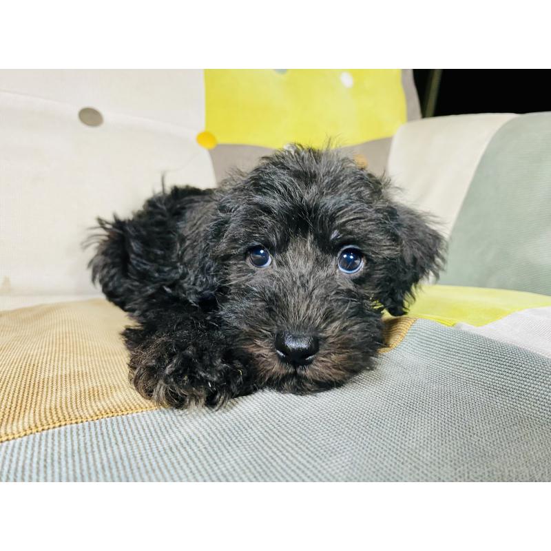 販売中の静岡県のミックス犬-418703の2枚目