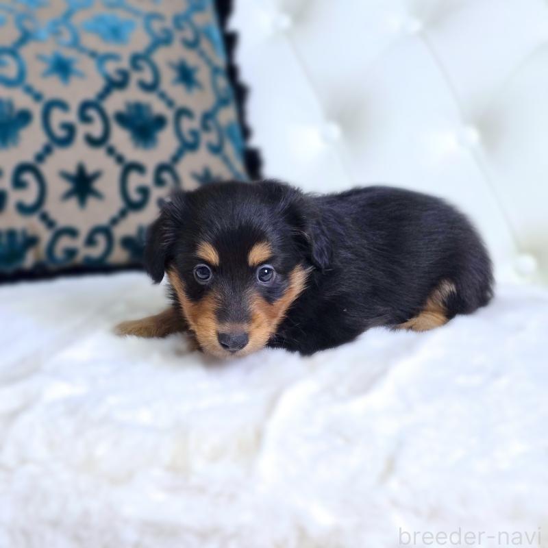販売中の東京都のミックス犬-418520の3枚目