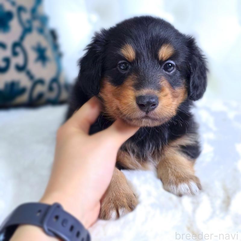 販売中の東京都のミックス犬-418520の2枚目